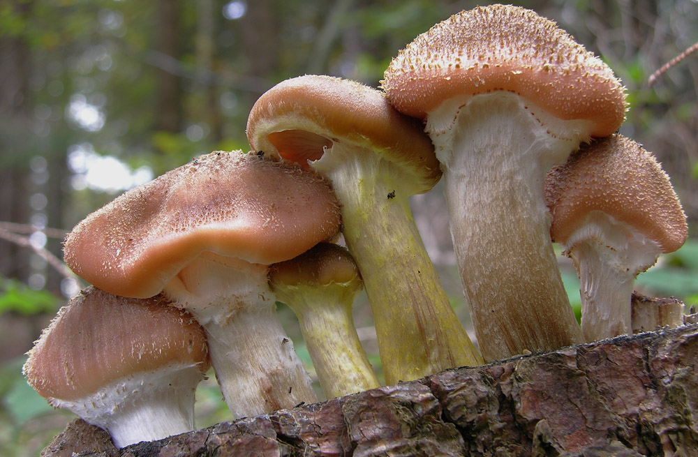 Questo � interessante....(e ne faccio un quiz)